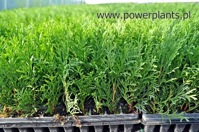 Апісанне слайда 2